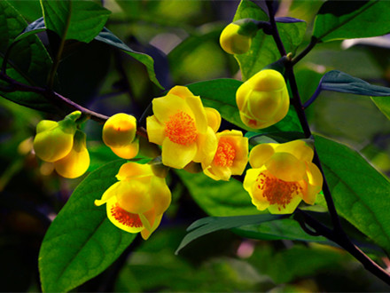 T/SSX 003-2022 散茶發花金花茶生產規程
