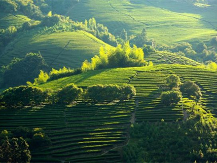 T/CSTEA 00043-2022 地理標志集體商標 尤溪綠茶生產技術規范